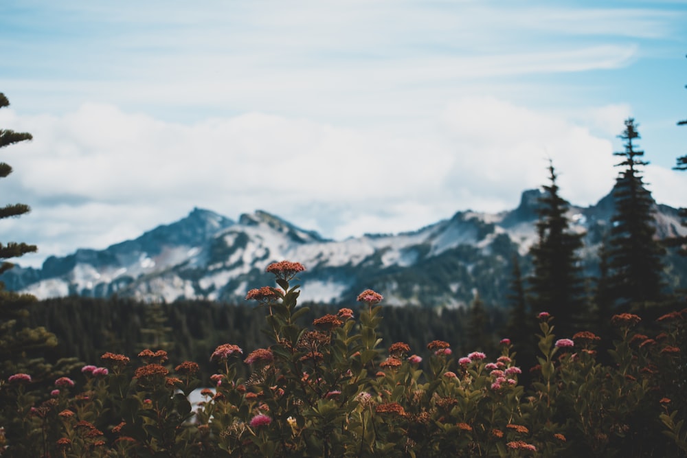 Flores rojas y montañas glaciares durante el día