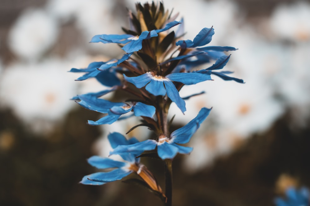 blue flowers during day