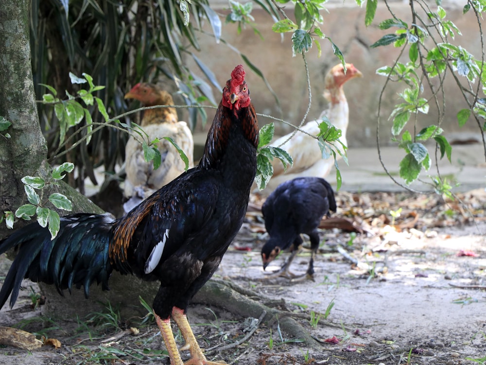 several chickens near tree during day