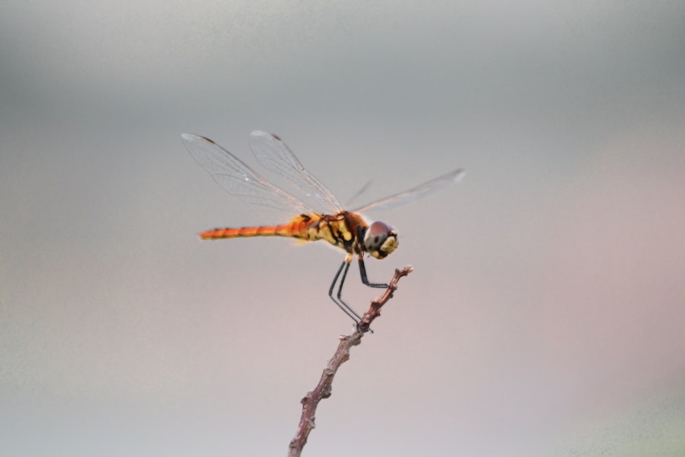 dragonfly perched on twig
