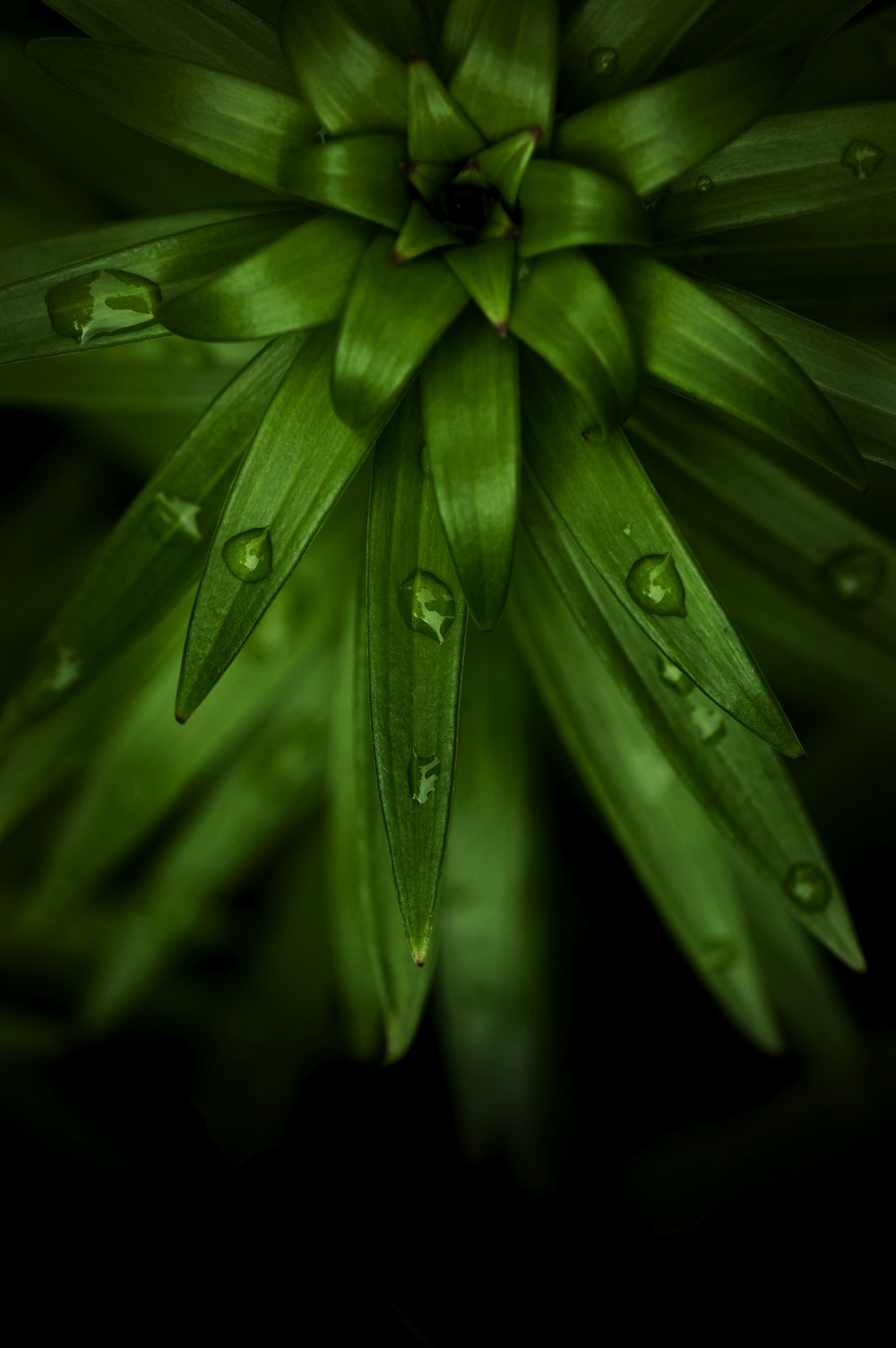 dew on green leaf plant