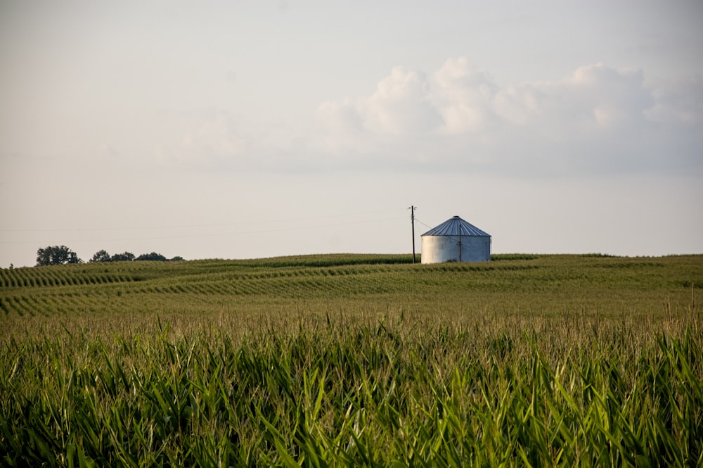 white building on plant field during day