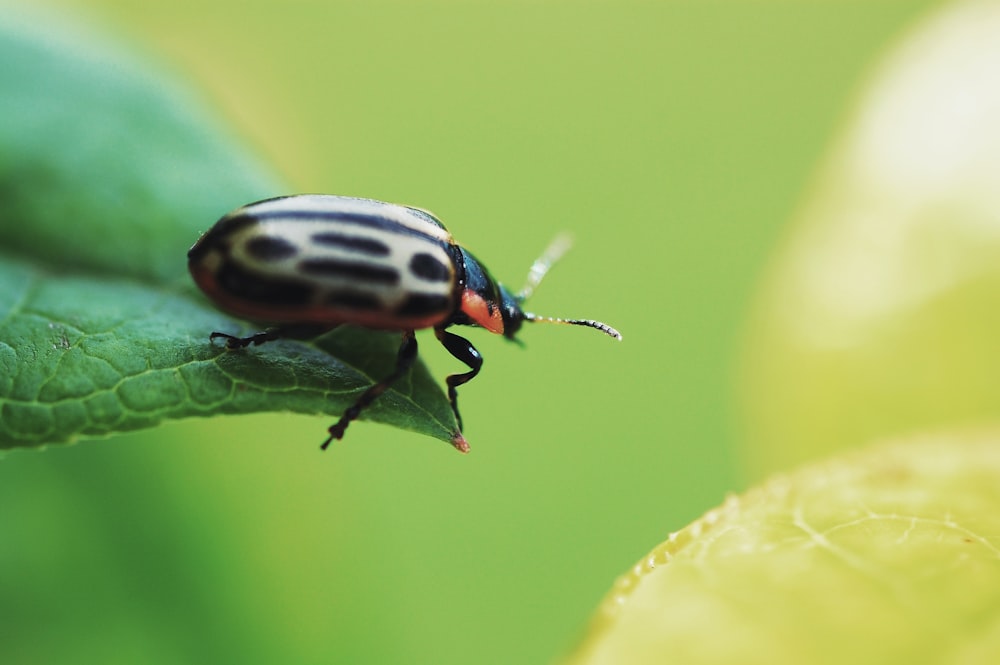 black and gray insect on green leaf