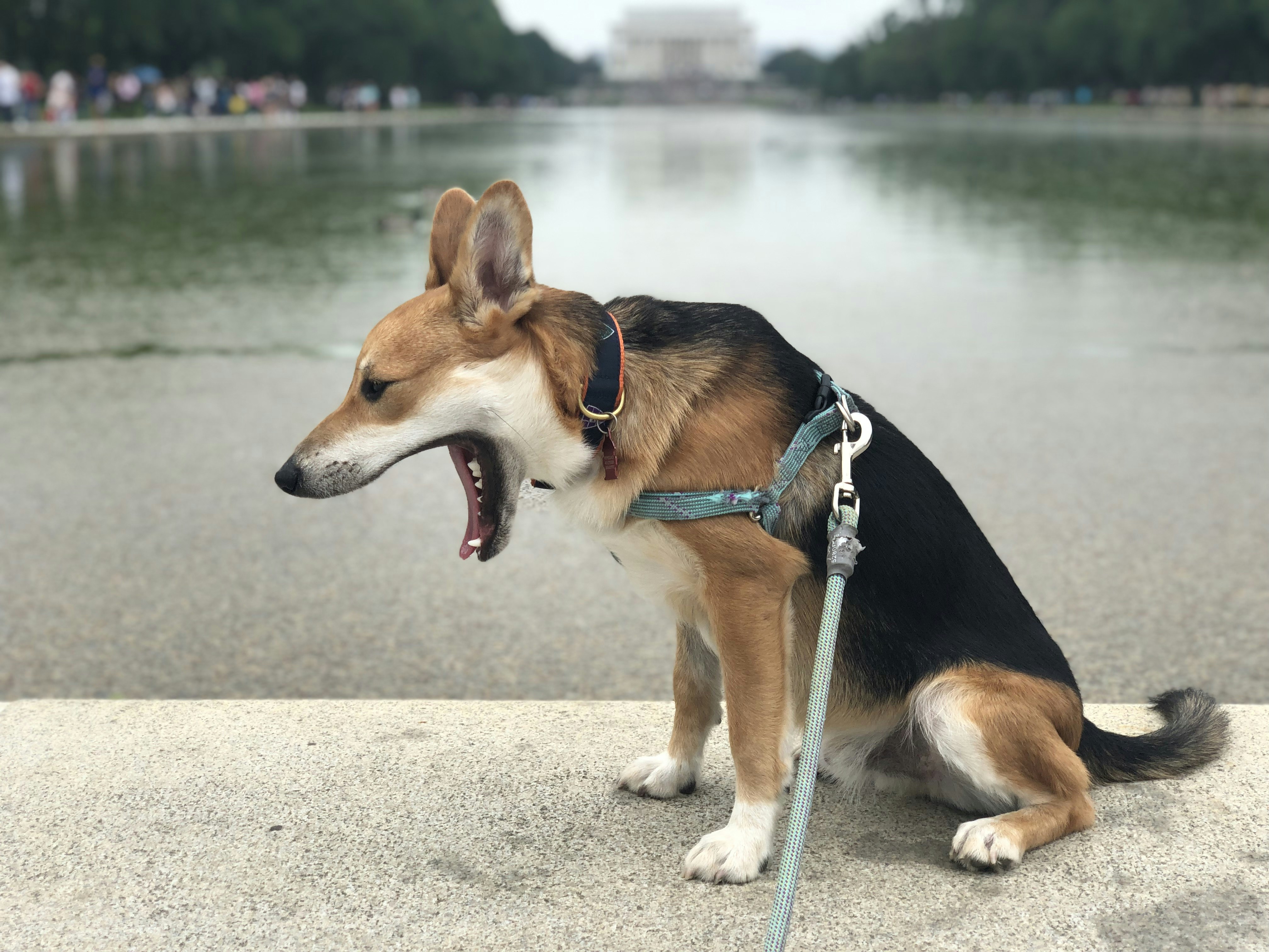 dog with leash sitting and yawning