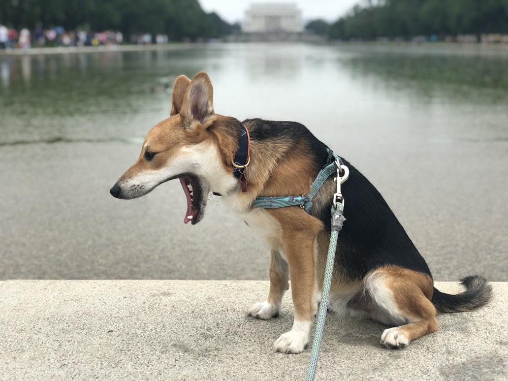 dog with leash sitting and yawning