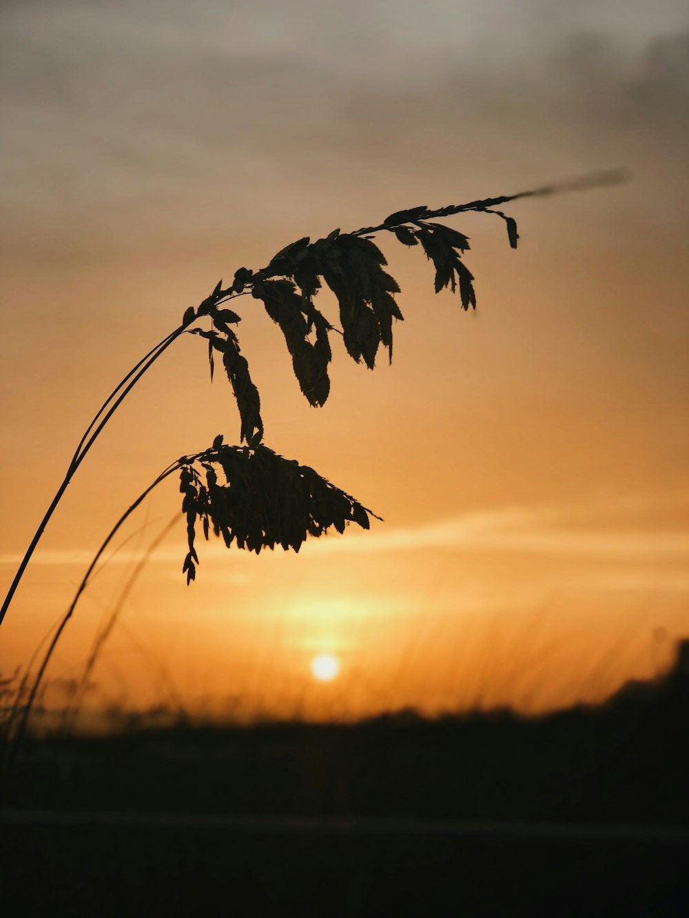 silhouette of plants during golden hour