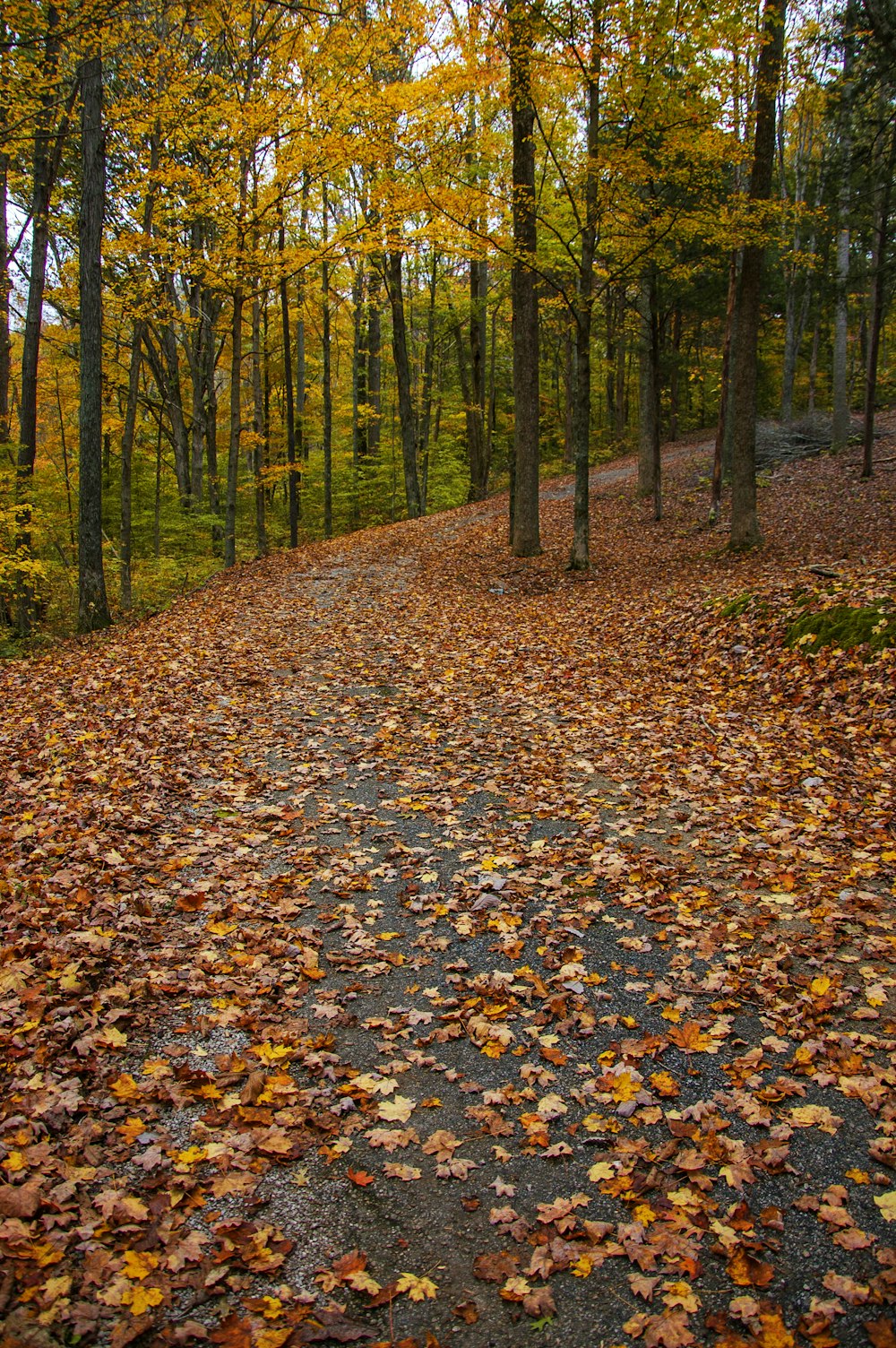 trail surrounded with trees