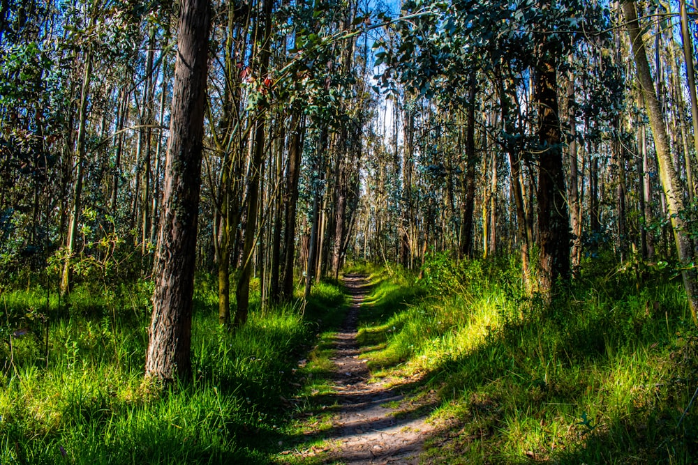 trail surrounded with grass and trees