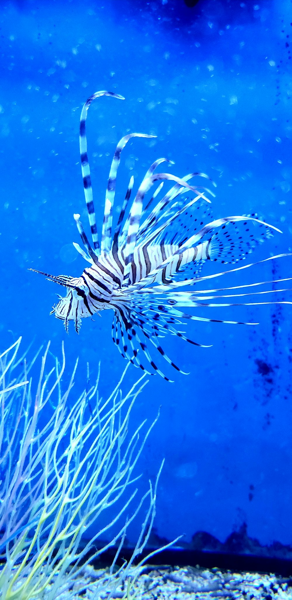 white and brown lionfish