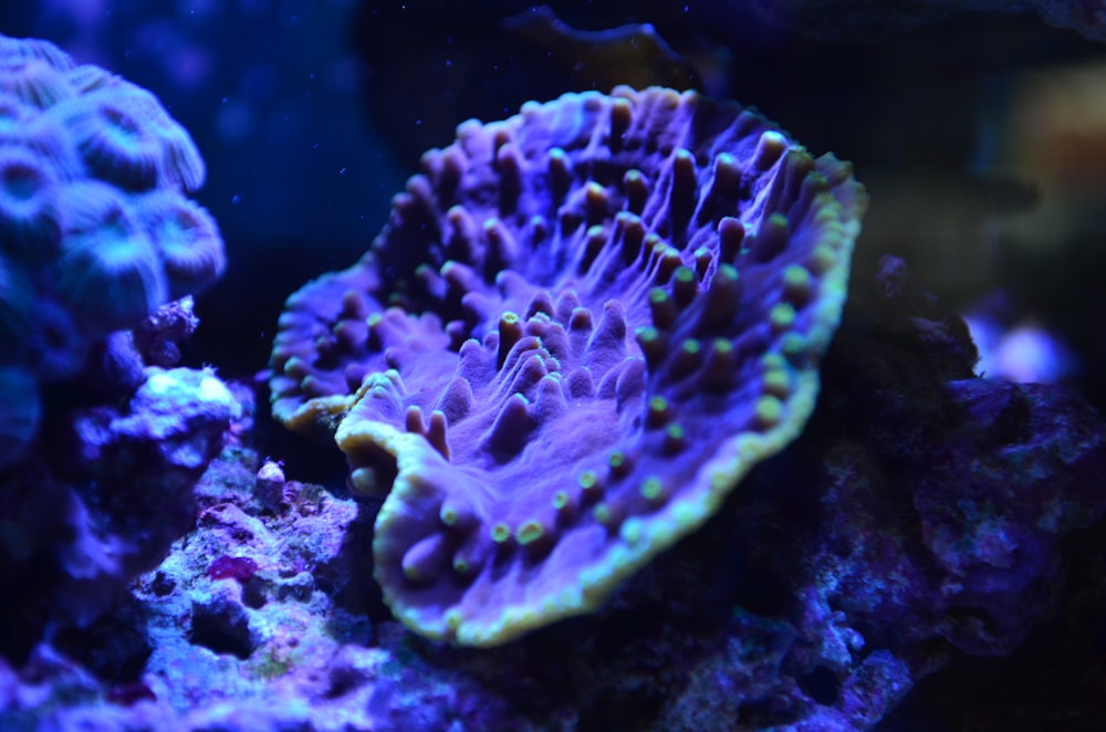 purple and green coral reef
