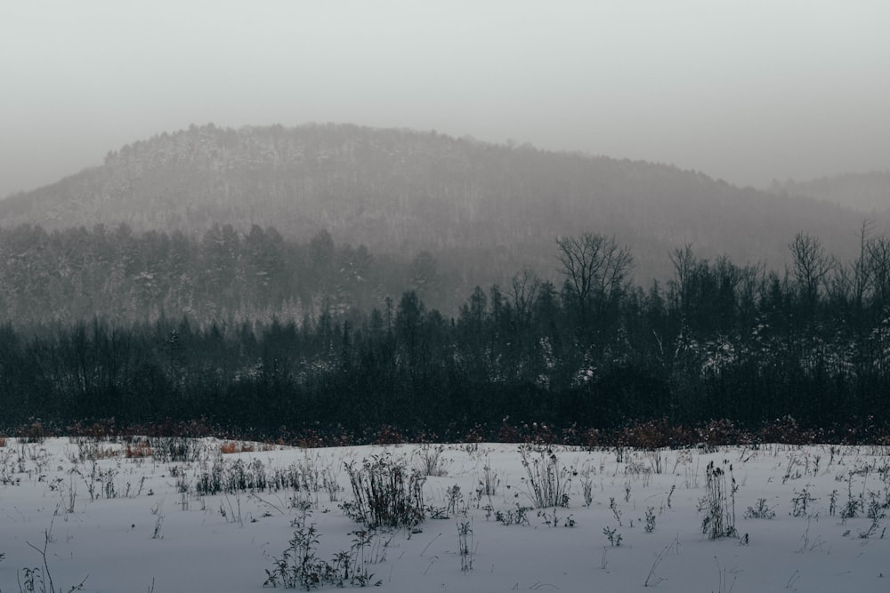 mountain and trees covered with fog