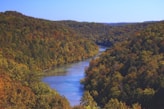 river between trees