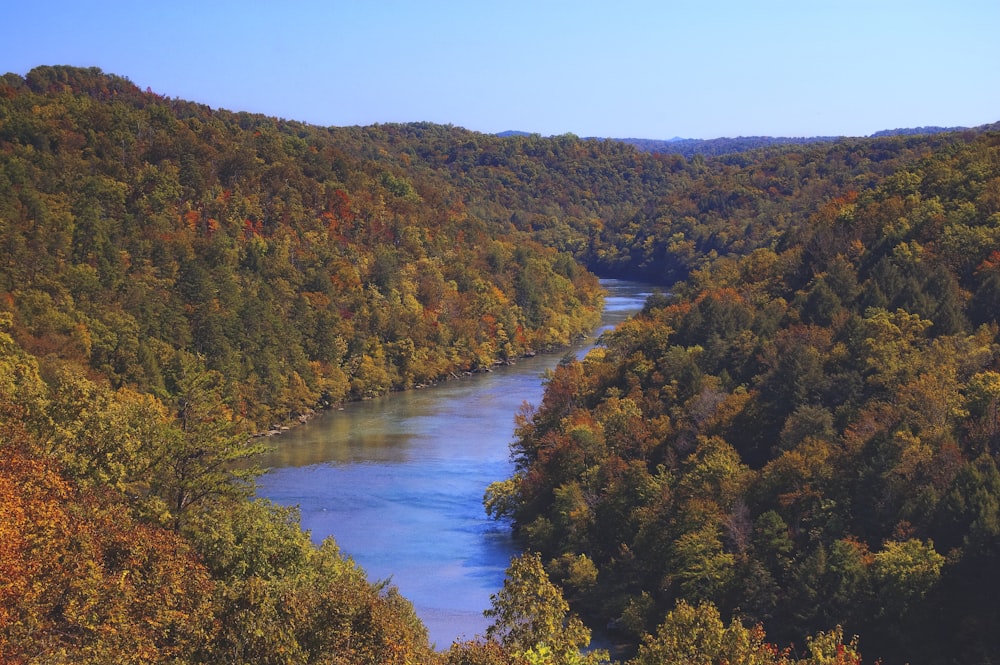 river between trees