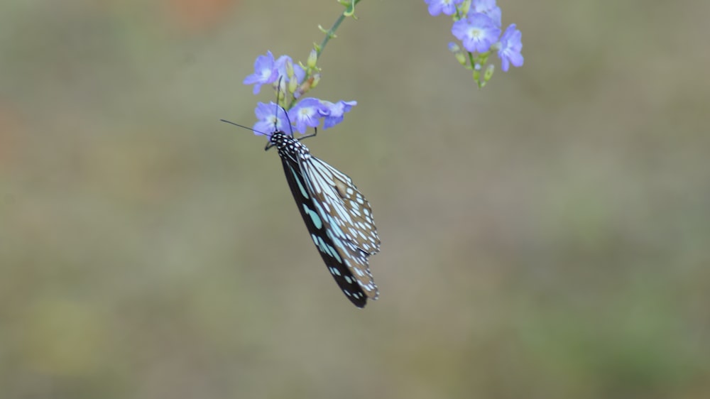 white and black dragonfly on blue flower