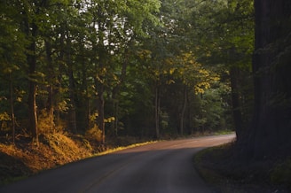 road between trees