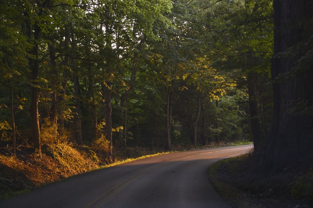 road between trees