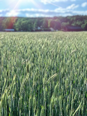 A lush wheat field bathed in sunlight stretches across the image, with stalks swaying gently in the breeze. In the background, a line of trees borders the field, partially shaded under a bright, blue sky with scattered clouds.