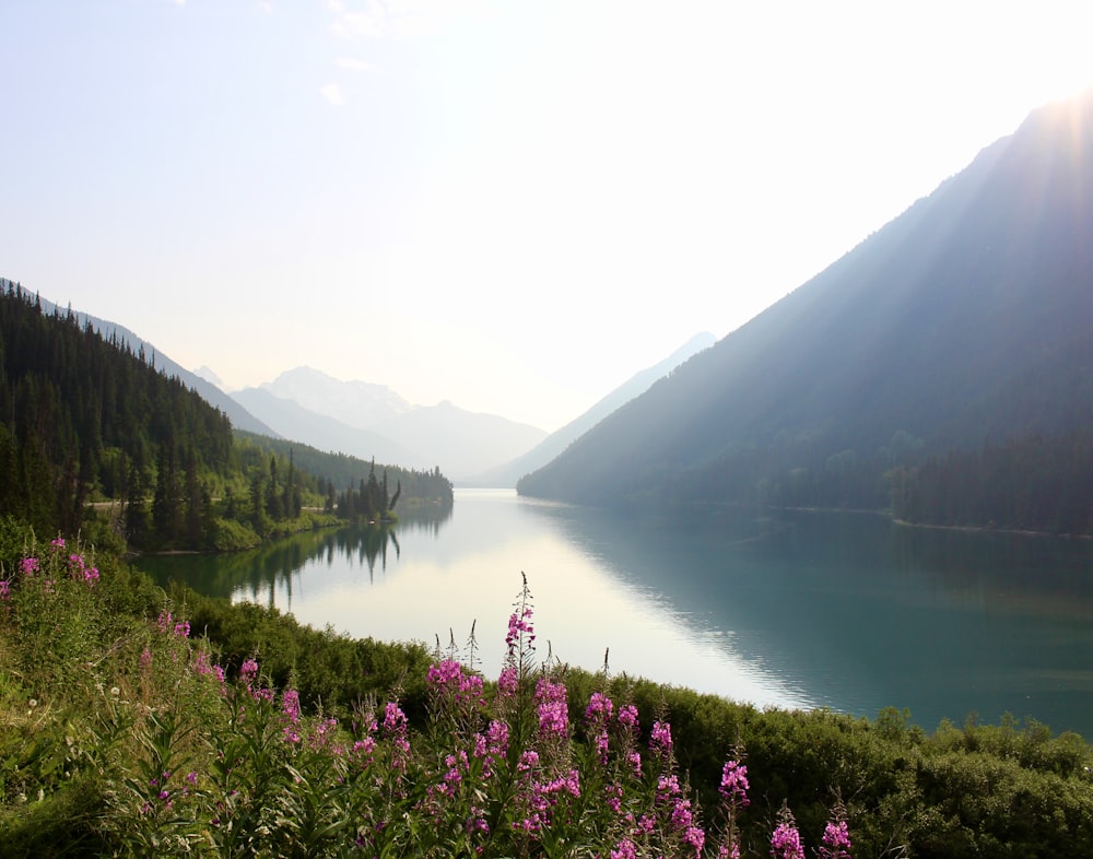 pink flower field near body of water viewing mountain under white and blue sky