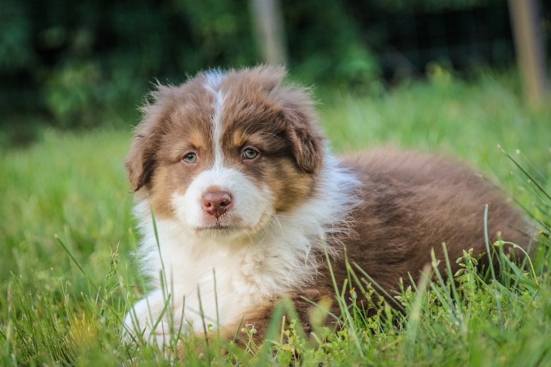 brown and white puppy sitting on field