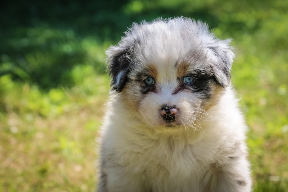 white puppy