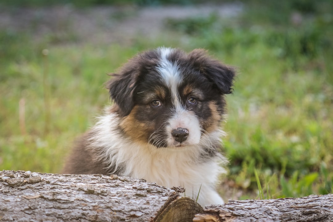 Saint Bernard puppy beside log