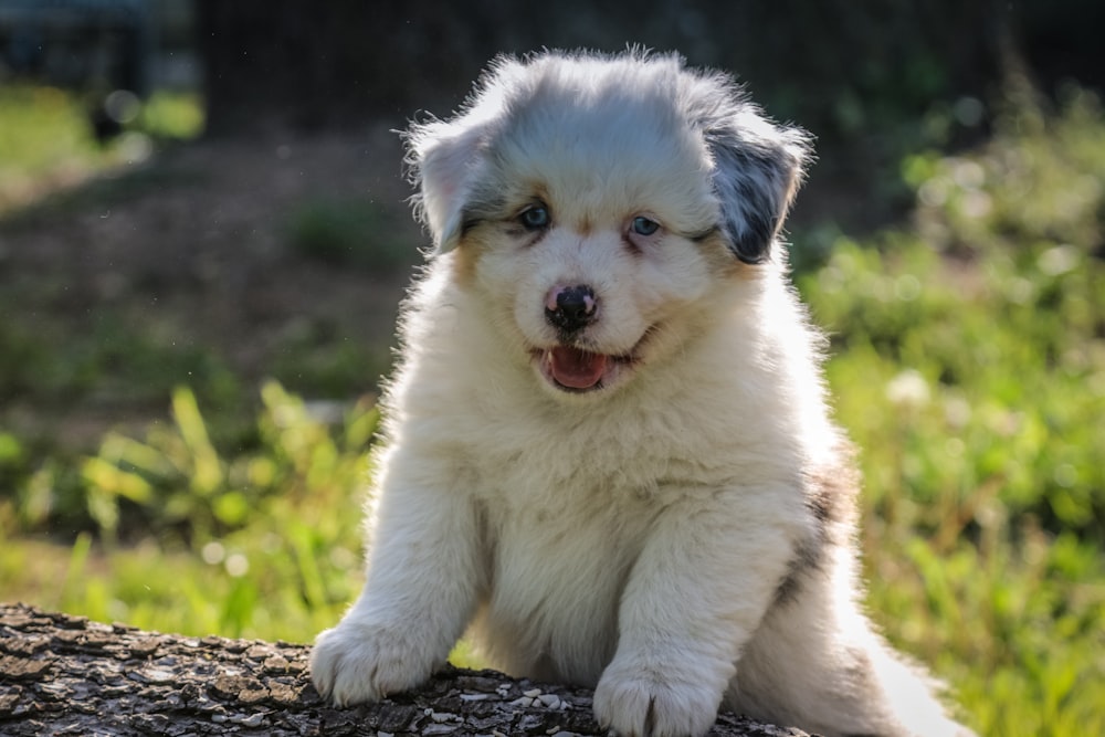 white puppy on log