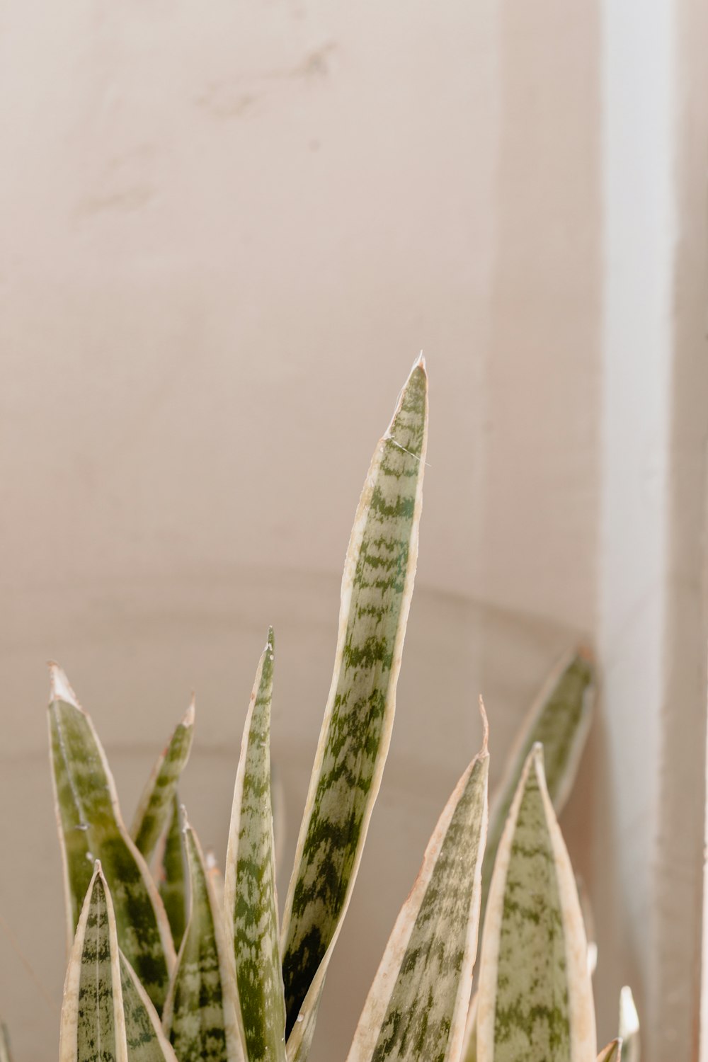 snake plant