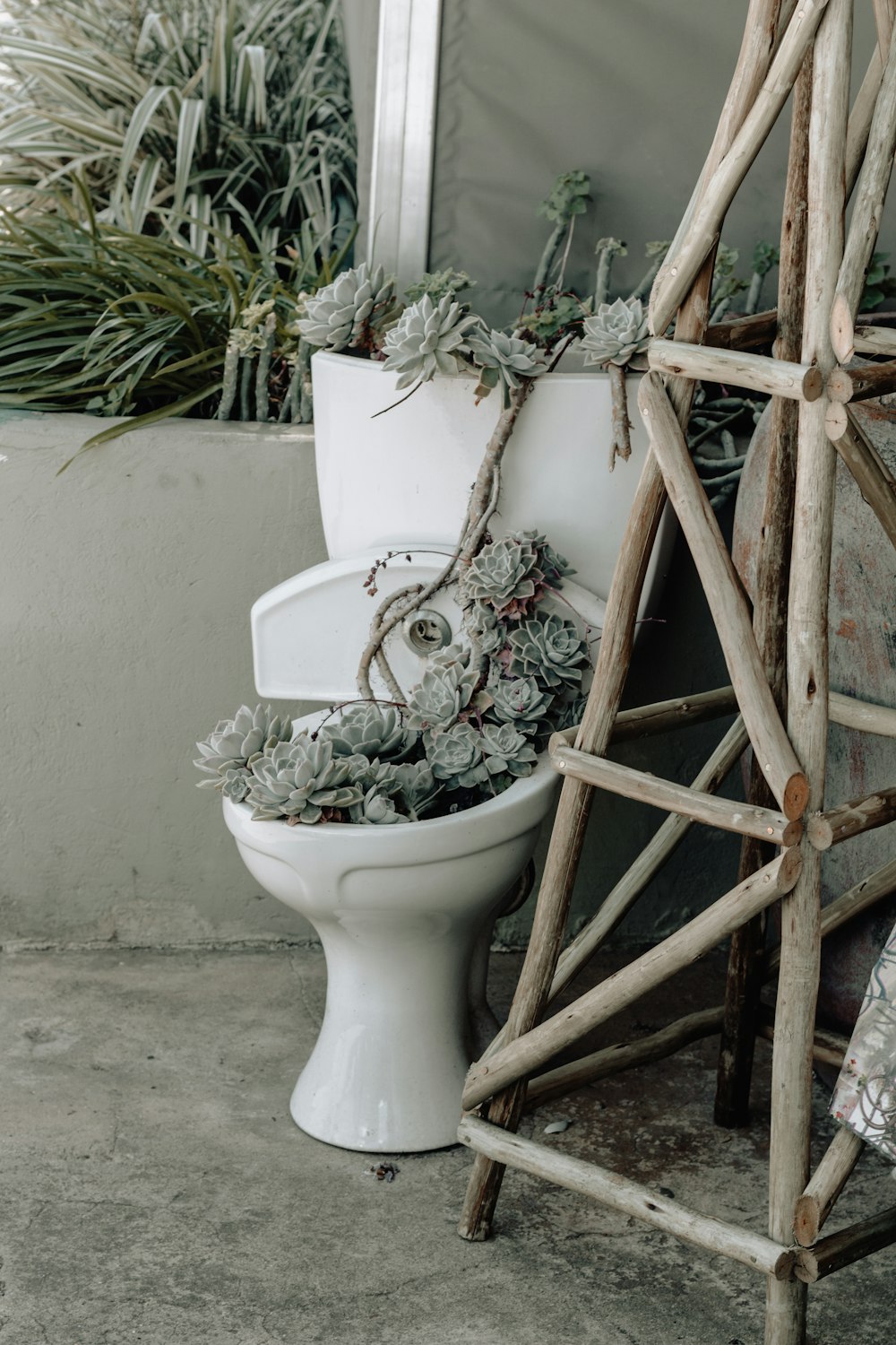 green succulent plants in white toilet bowl