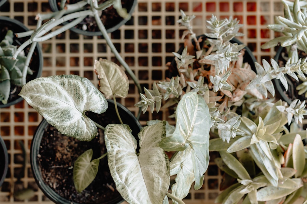 flatlay photography of plants