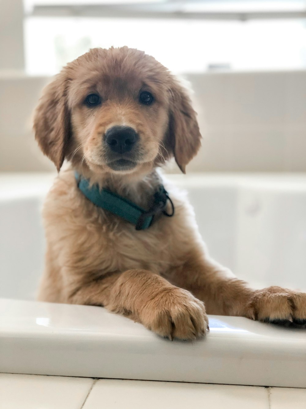 golden retriever on bathtub