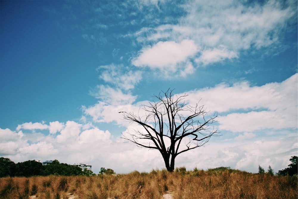 árbol desnudo bajo cielos azules y nubes blancas