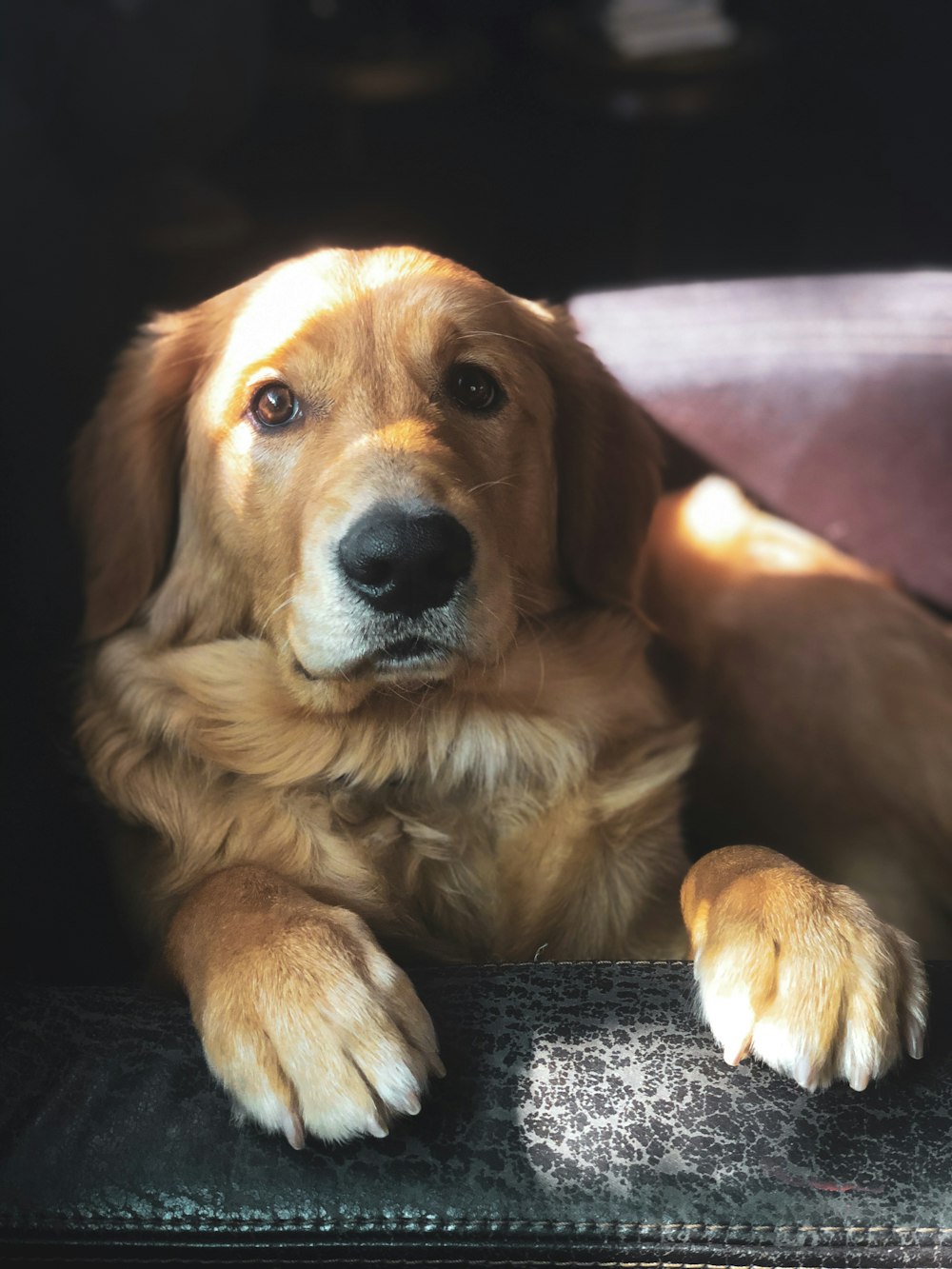 adult yellow Labrador retriever