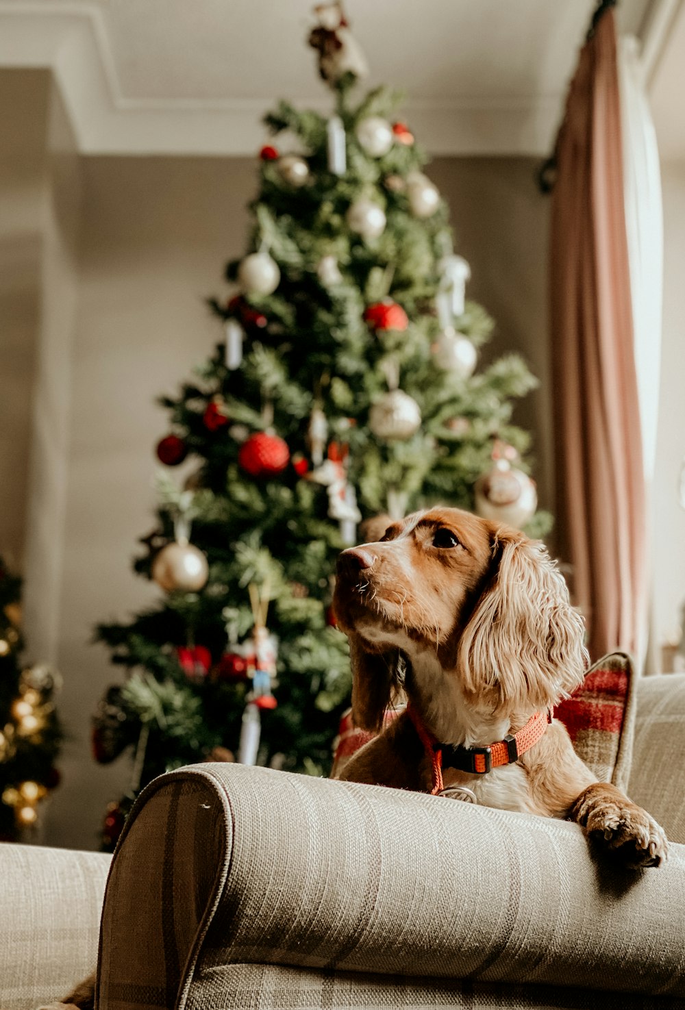 long-coated brown dog on gray couch