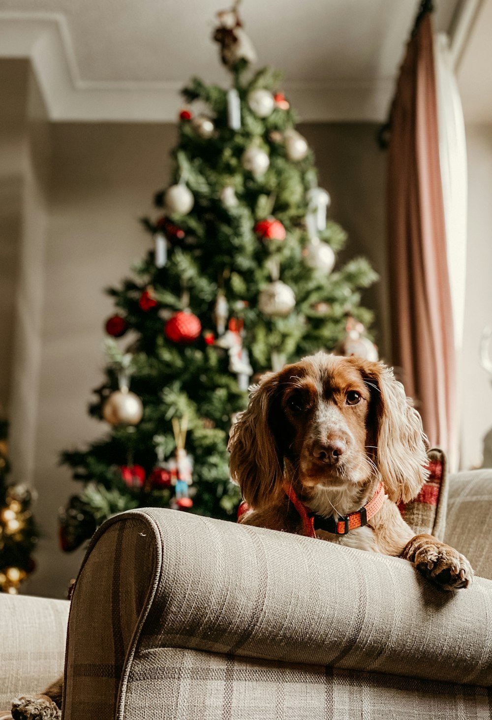 brown dog on sofa chair