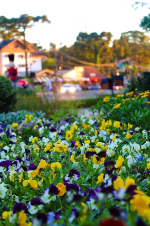 A vibrant flower bed that enhances the beauty of a residential property.