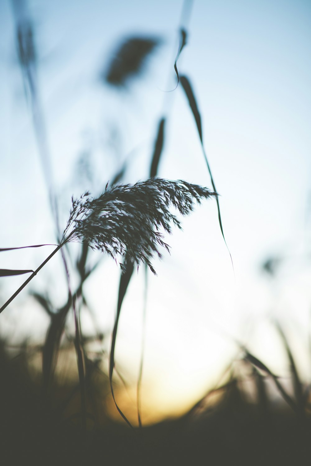 silhouette photography of plants