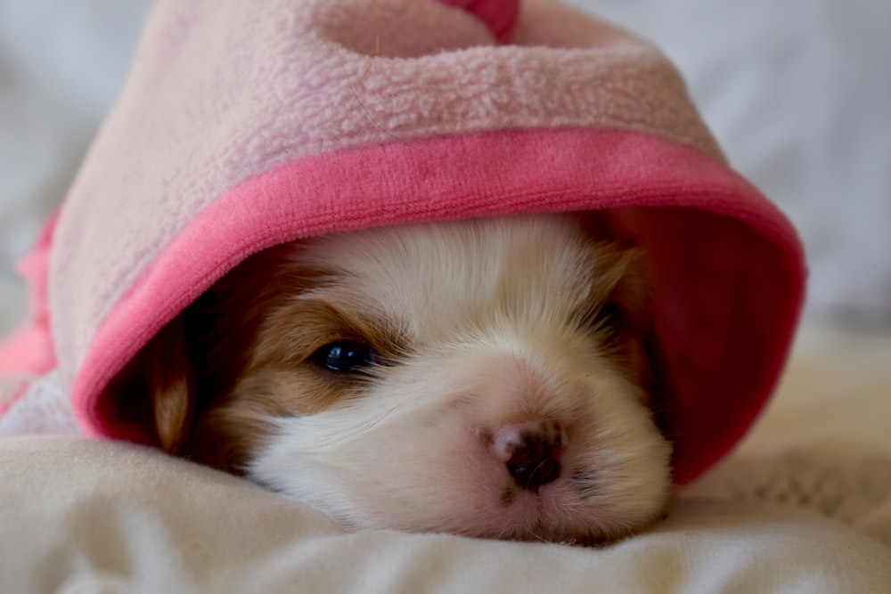 white dog under gray and pink blanket