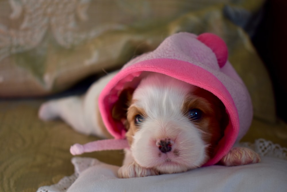 white and brown puppy with pink hoodie