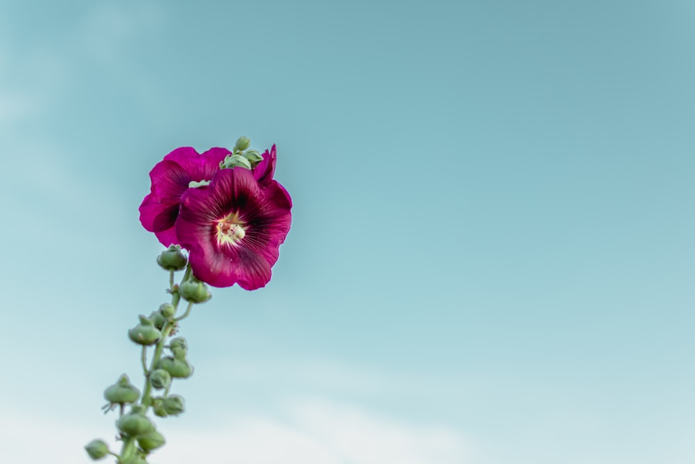 ピンクの花を咲かせる緑の葉植物の浅焦点写真