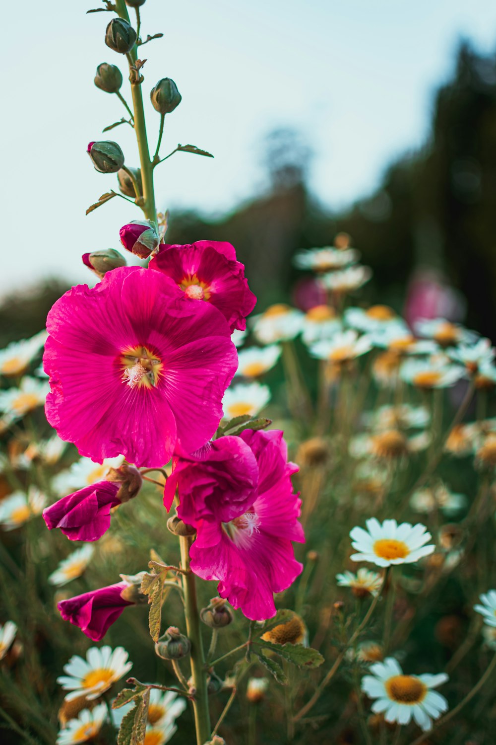 bed of pink and white flowers