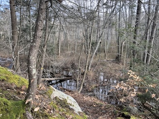 A serene woodland scene with a mix of tall, slender trees and undergrowth. The forest floor is scattered with fallen leaves, moss-covered rocks, and patches of green. A small pond or wetlands area is visible through the trees, reflecting the forest surroundings.