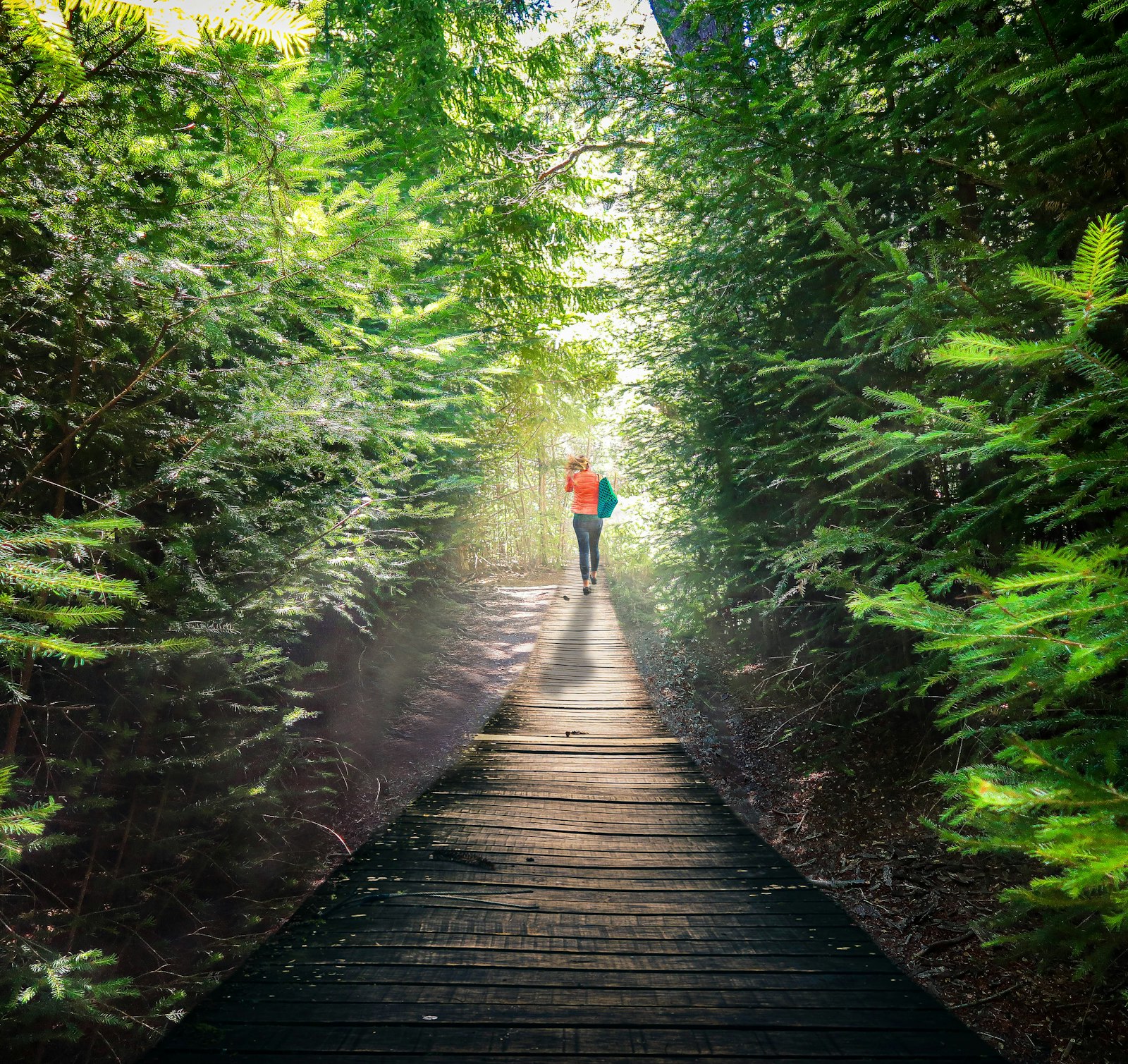 Forest boardwalk through Valdivian temperate rainforest on the approach to Refugio Frey