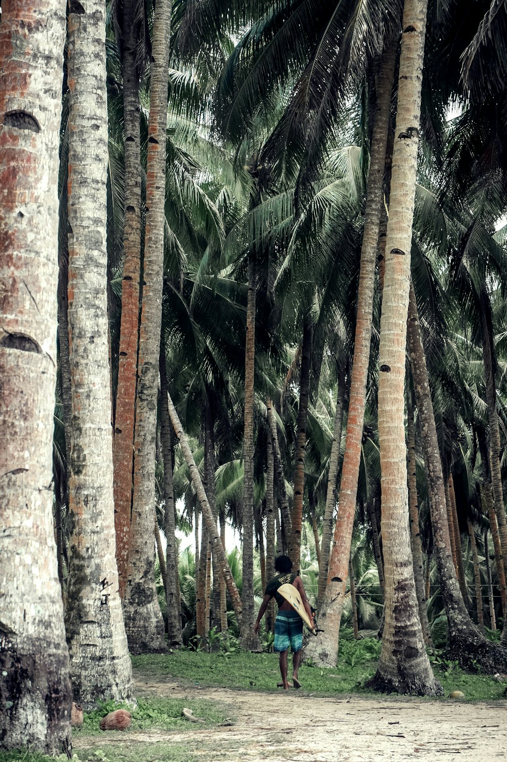 person walking under coconut trees