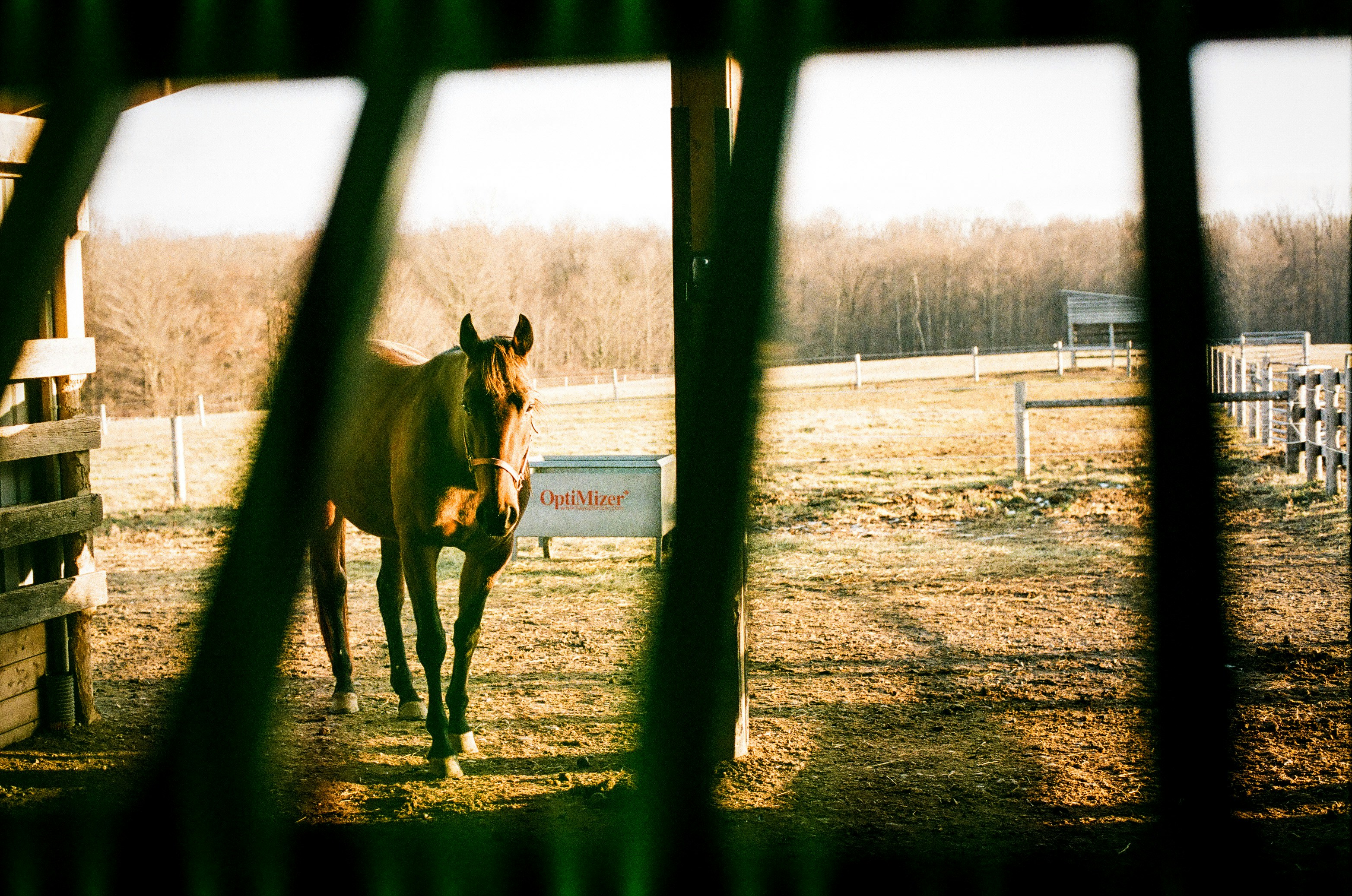 cavalo marrom no campo verde