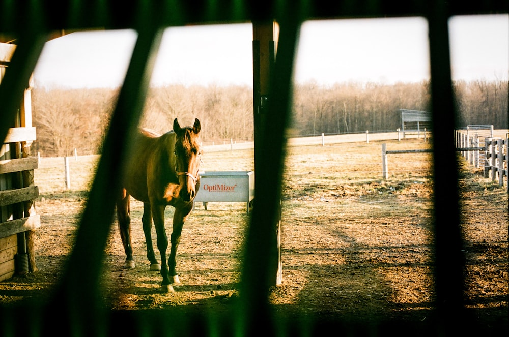 brown horse on green field