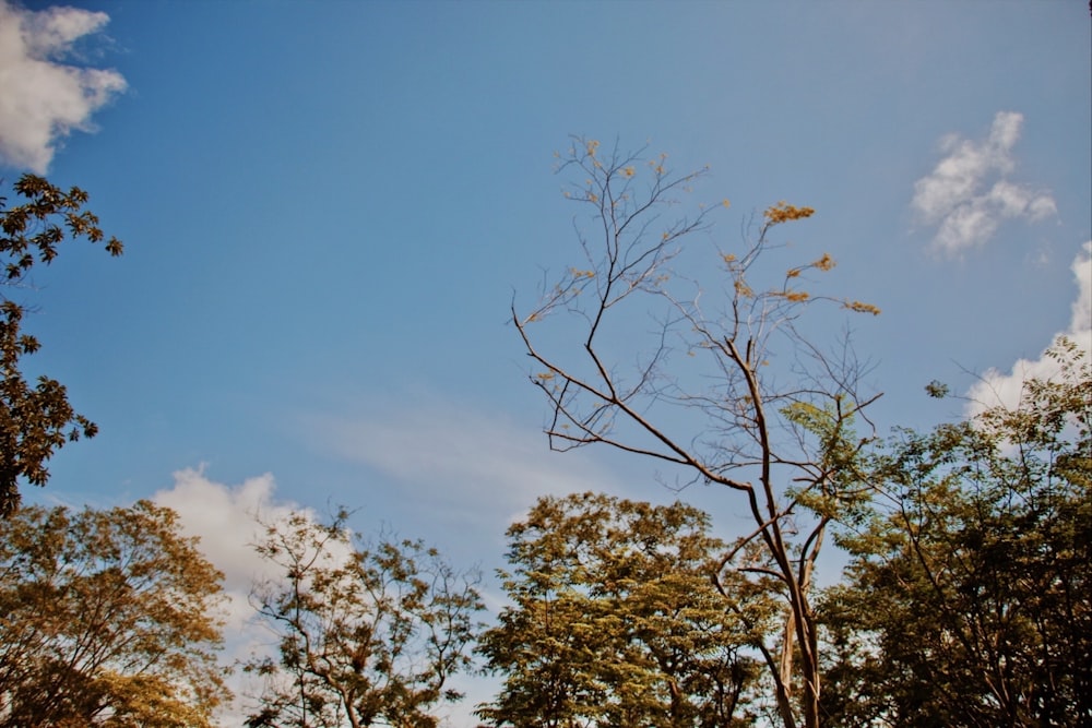 green leaf trees under blue and white sky