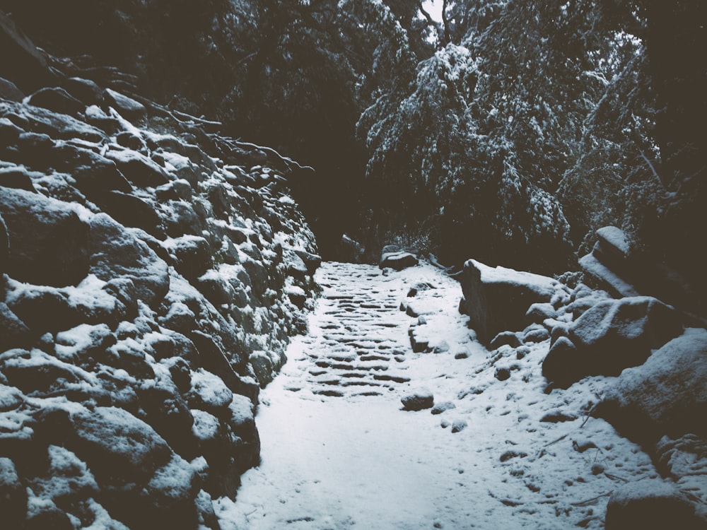 grayscale photography of trees during daytime