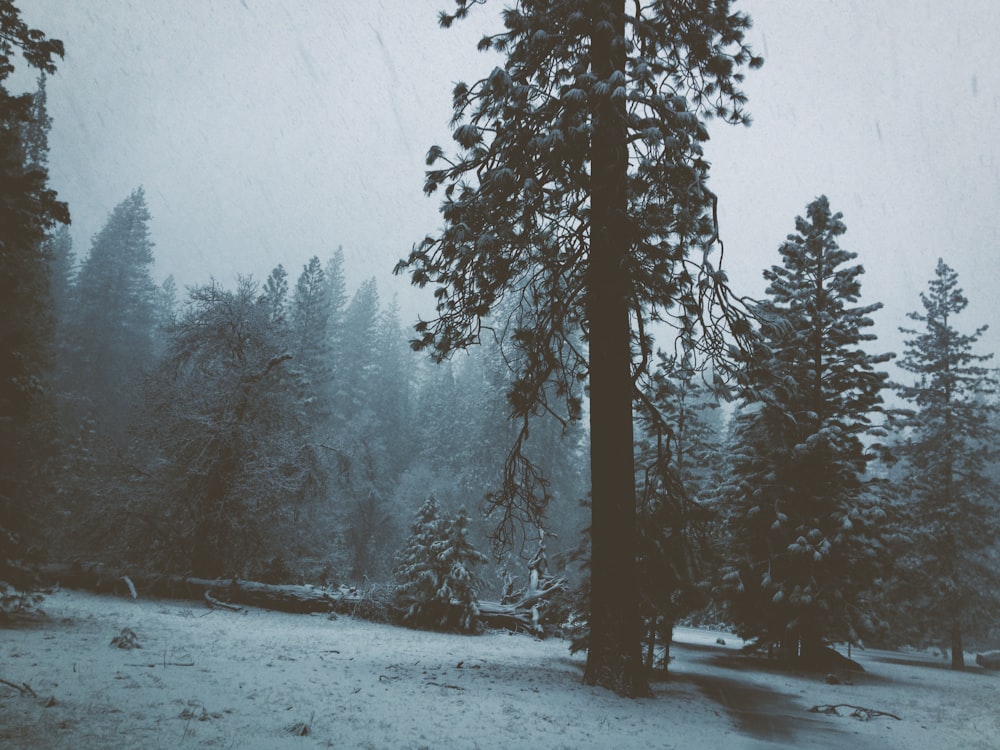 silhouette of pine trees