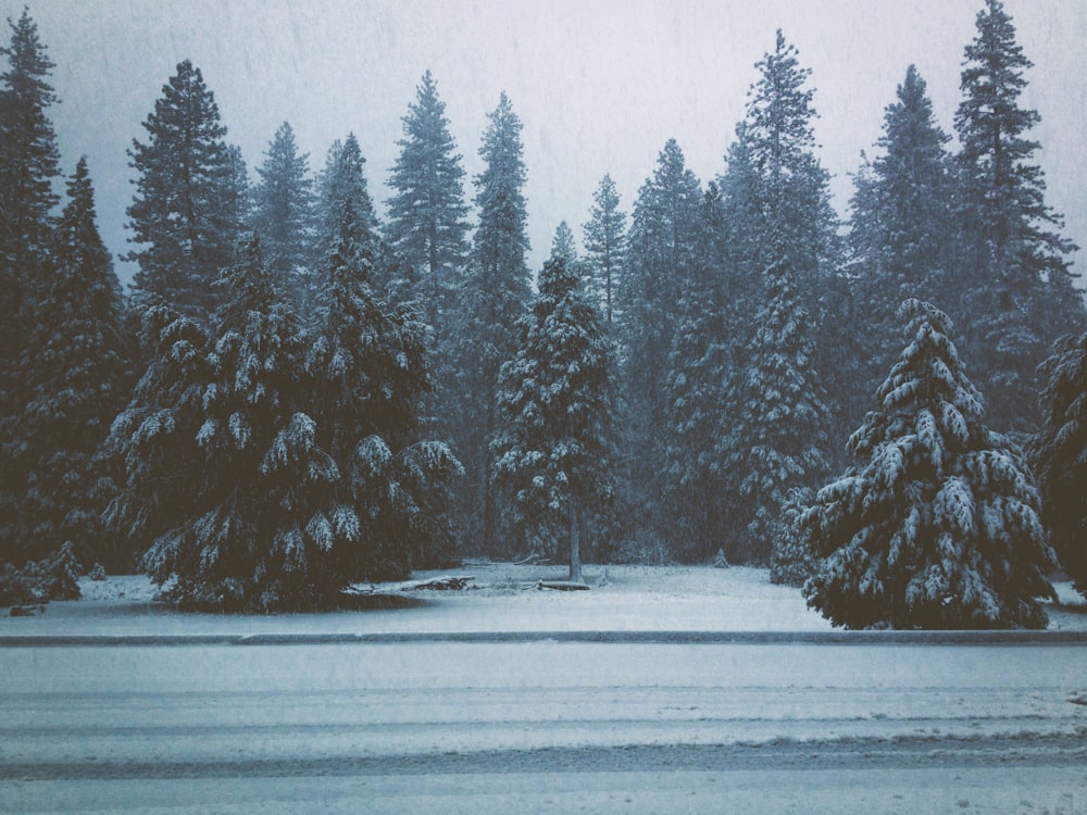 landscape field filled with snow