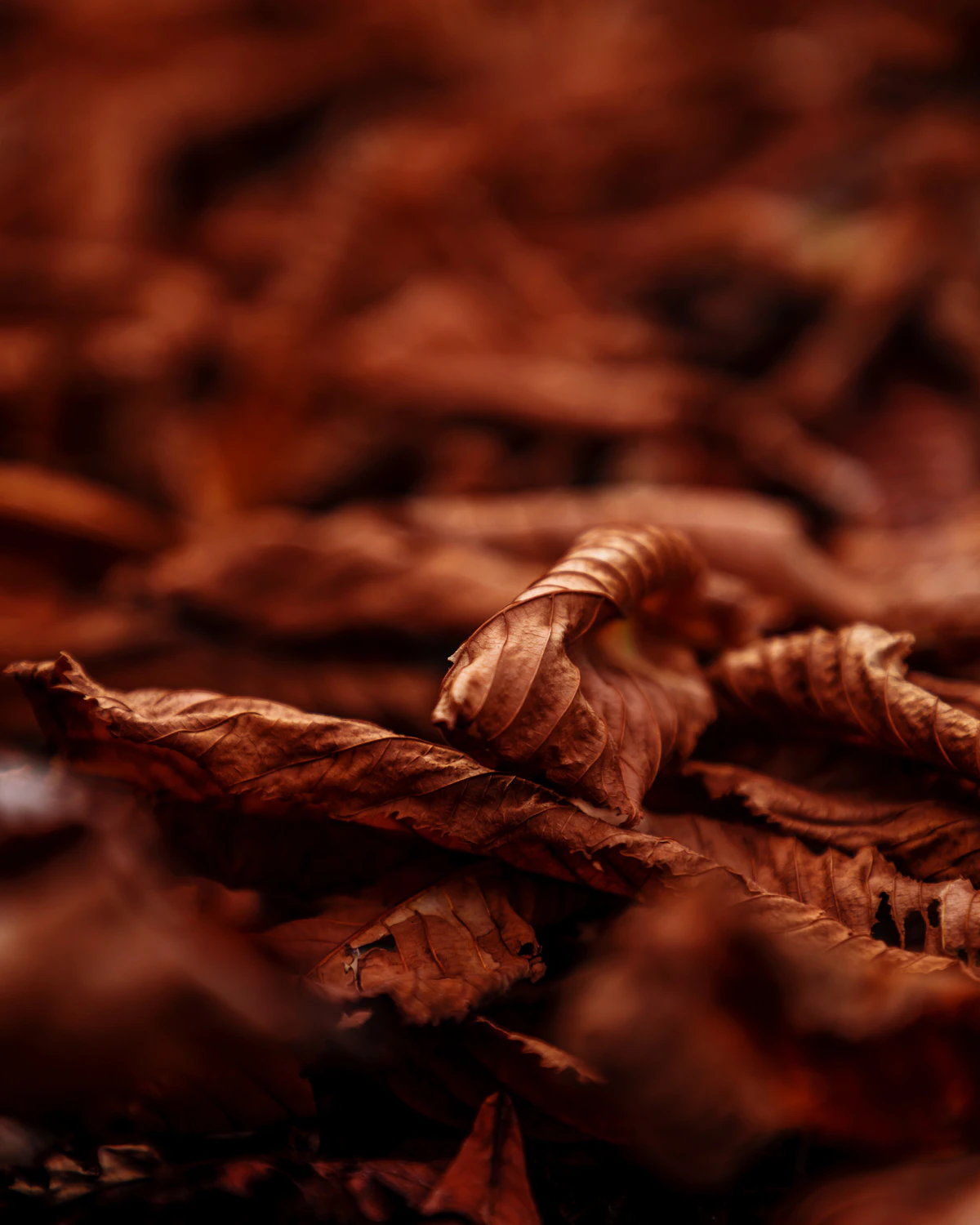 Cigar resting beside cured tobacco leaves with deep warm light